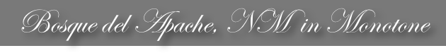 Bosque del Apache, NM  in Monotone